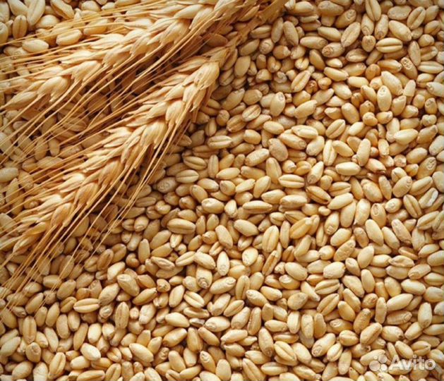 Пшеница/комбикорм