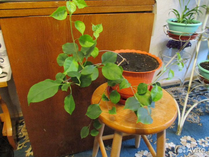 Бугенвиллия