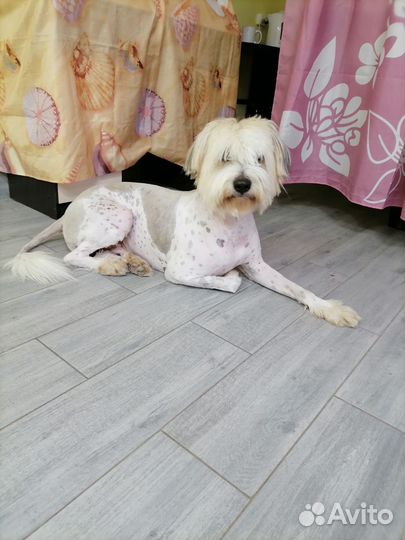 Отдам в добрые руки