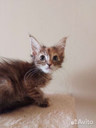 Котята мейн-кун полидакт