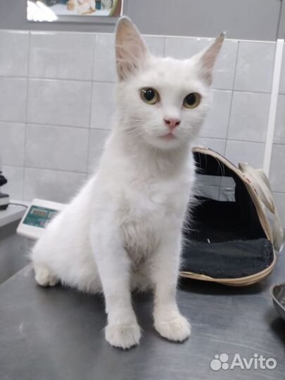 Кошечка ищет дом