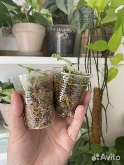 Сциндапсус триколор, треби