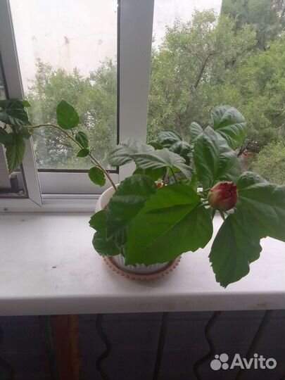 Гибискус китайская роза