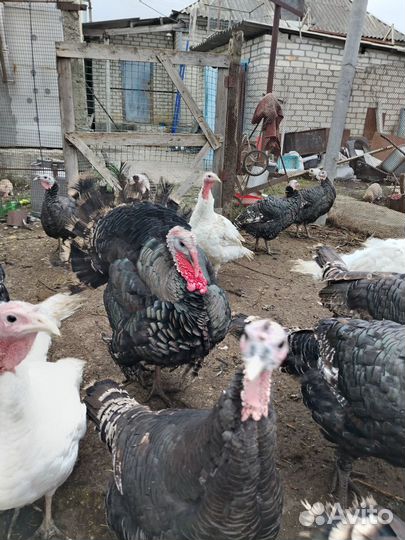 Индюки на мясо