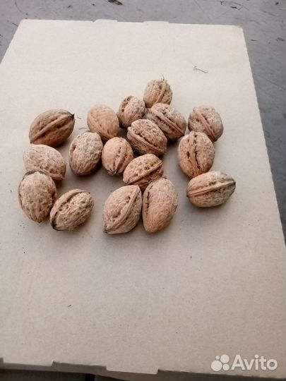 Продам грецкий орех и саженцы грецкого ореха