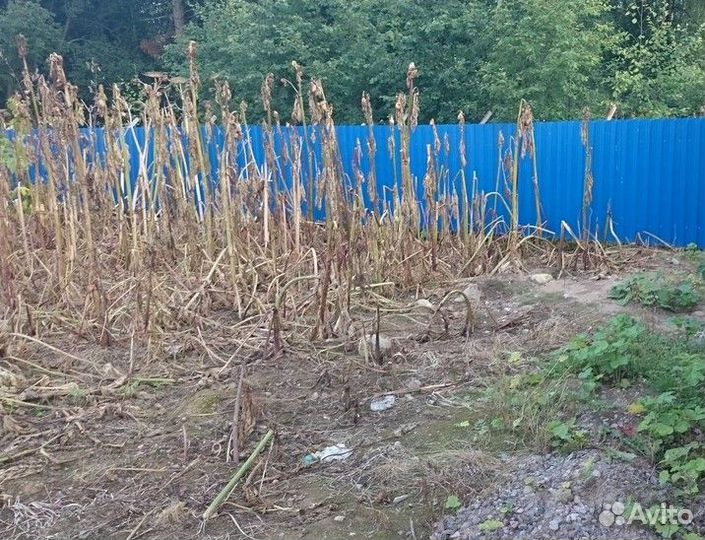 Уничтожение борщевика