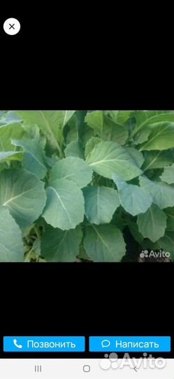 Рассада капусты