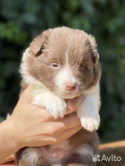 Щенки бордер колли