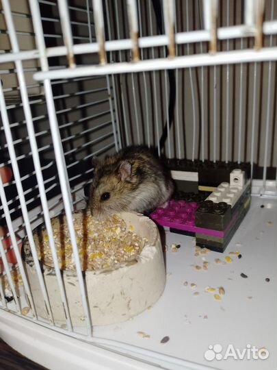 Джунгарский хомяк бесплатно