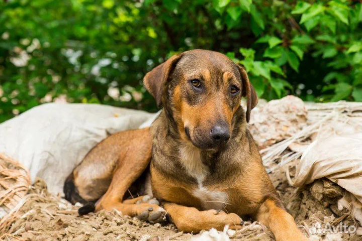 Собака в добрые руки