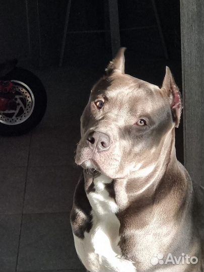 Американский булли XL вязка