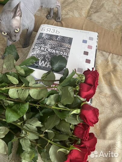 Донской сфинкс