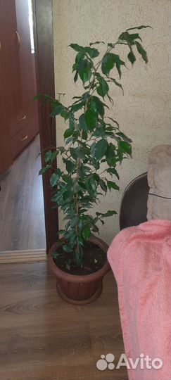 Фикус бенджамина