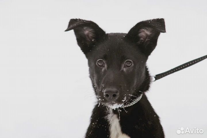 Щенок девочка Тиффани в добрые руки бесплатно