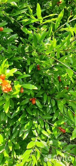 Саженец граната