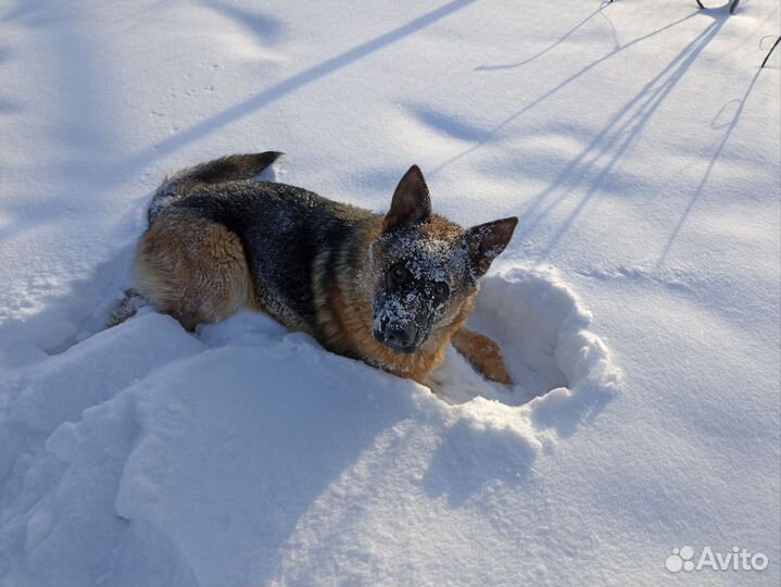 Немецкая овчарка кобель вязка