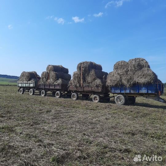 Продам сено в рулонах