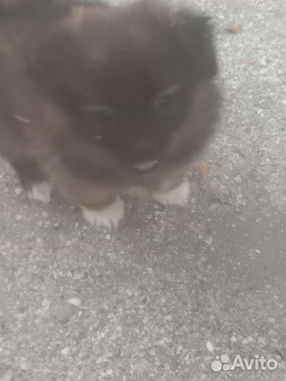 Отдам в добрые руки три девочки