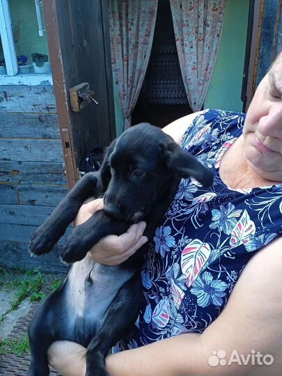 Русский спаниель