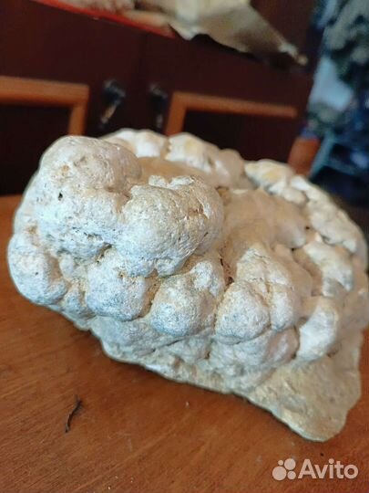 Окаменевшие водоросли