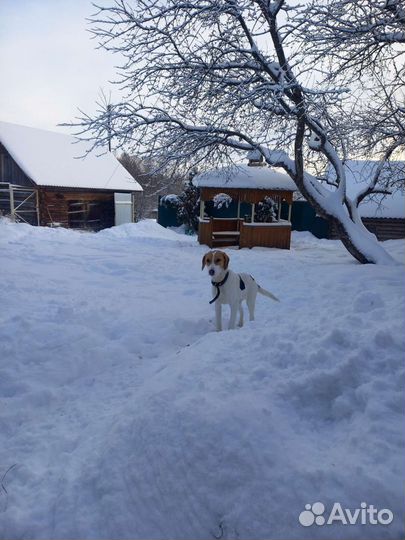 Собака в добрые руки отдам бесплатно