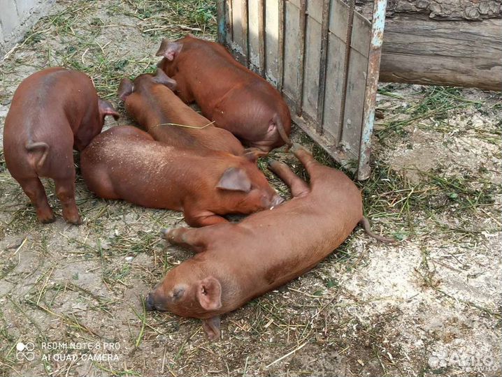 Поросята дюрок