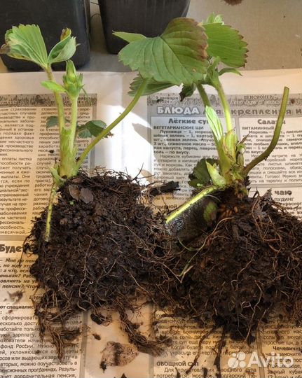 Клубника рассада