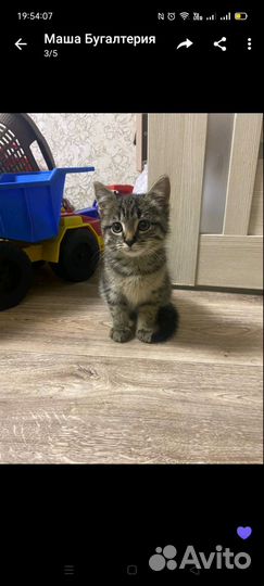 Шотландская