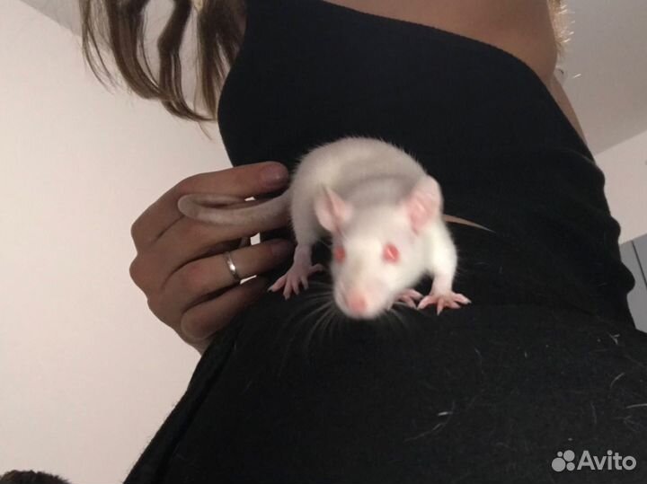 Крыска альбинос