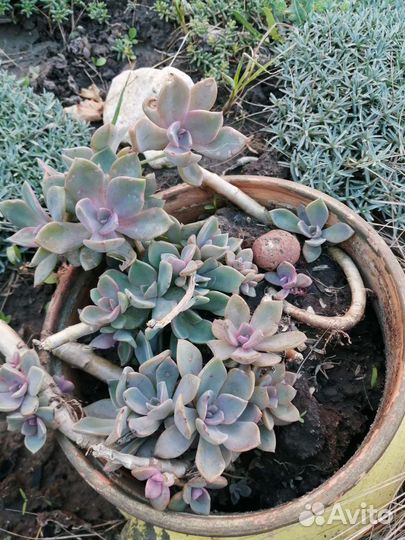 Суккуленты