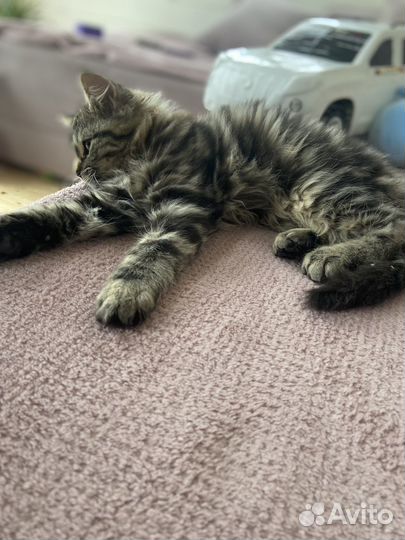 Шотланский котенок