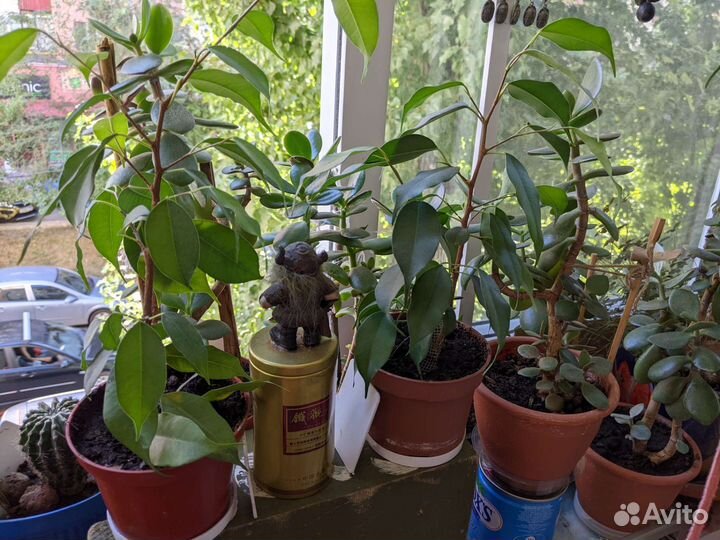 Толстянка, кактусята, Бенджамин, хлорофитум