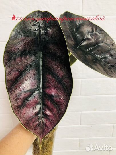 Клубни сортовых Алоказий