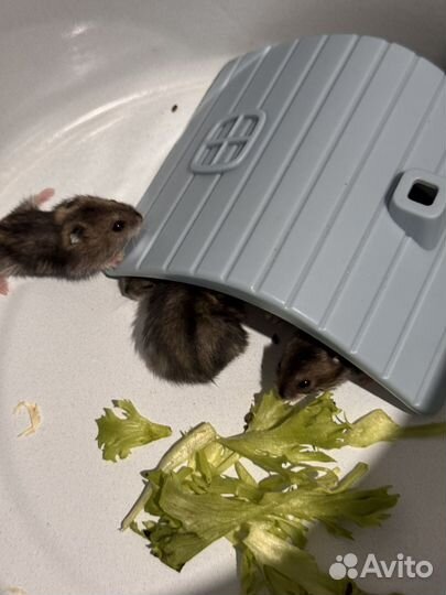 Джунгарский хомяк