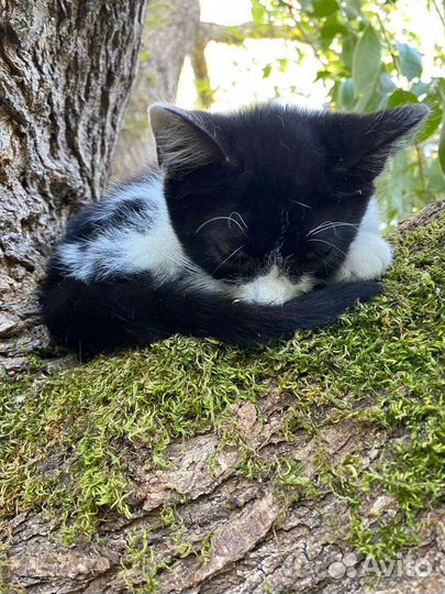 Кошка в дар