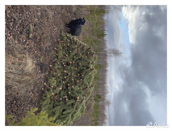 Сосна, ель, пихта, лапник