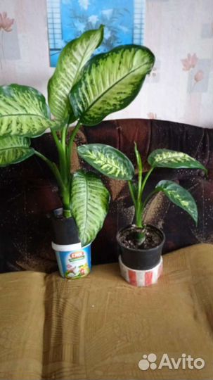 Диффенбахия три вида