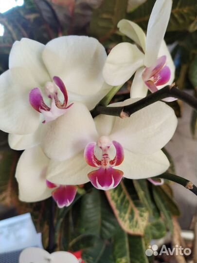 Орхидея фаленопсис(светло-желтая)