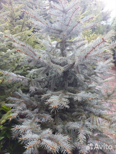 Ель голубая саженцы