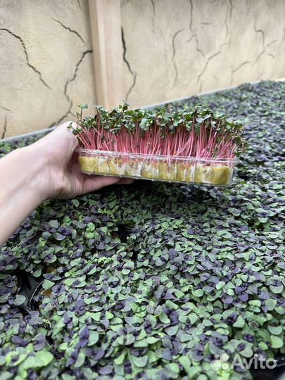 Микрозелень