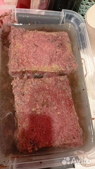 Трубочник изя