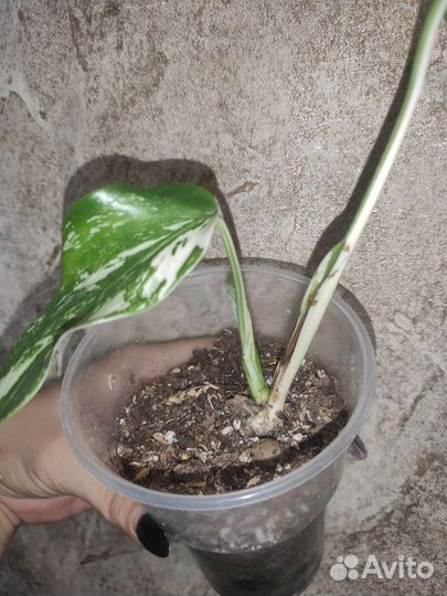 Монстера вариегатная альба