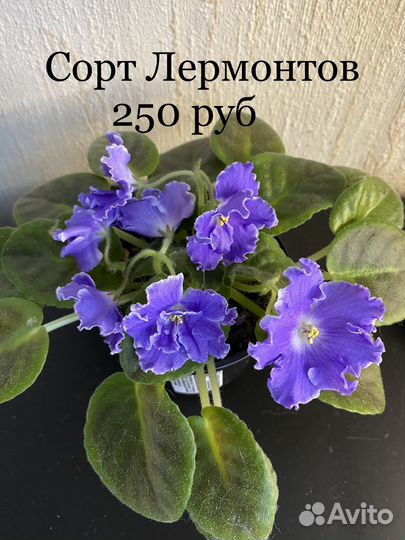 Продаю цветочки