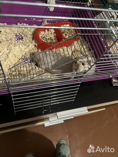 Крыса дамбо сиамская