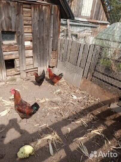 Молодой Петушок