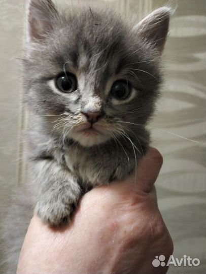 Котёнок (мальчик) в добрые руки