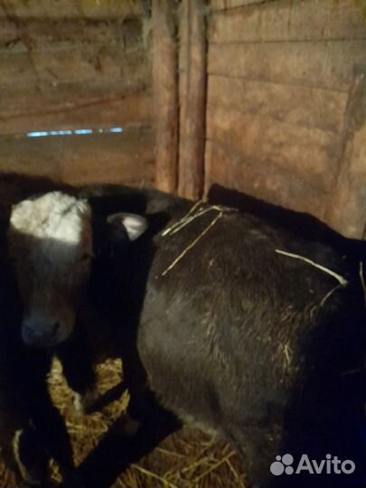 Бычки и быки