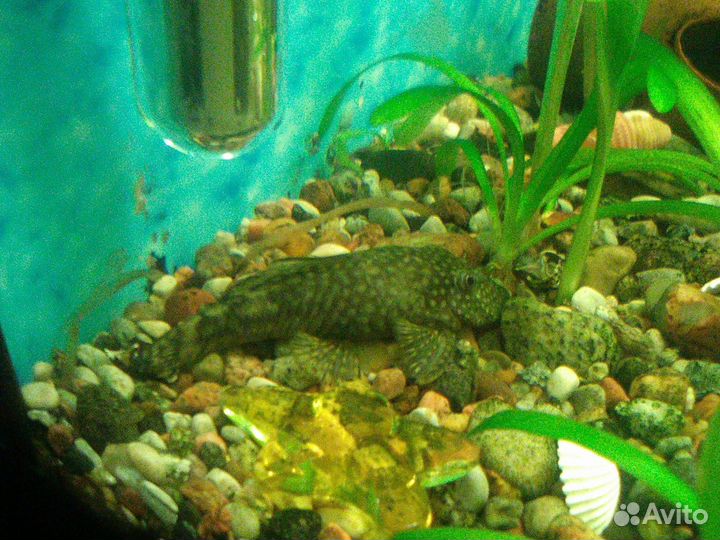 Сомики анцитрусы пара подростки