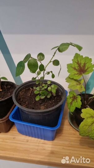 Роза плетистая, нью доун