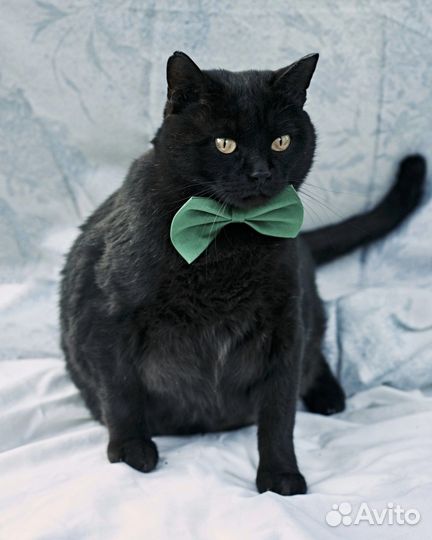 Очень толстый кот